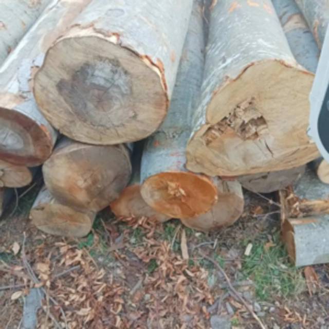 Bois en grumes – Hêtre 1