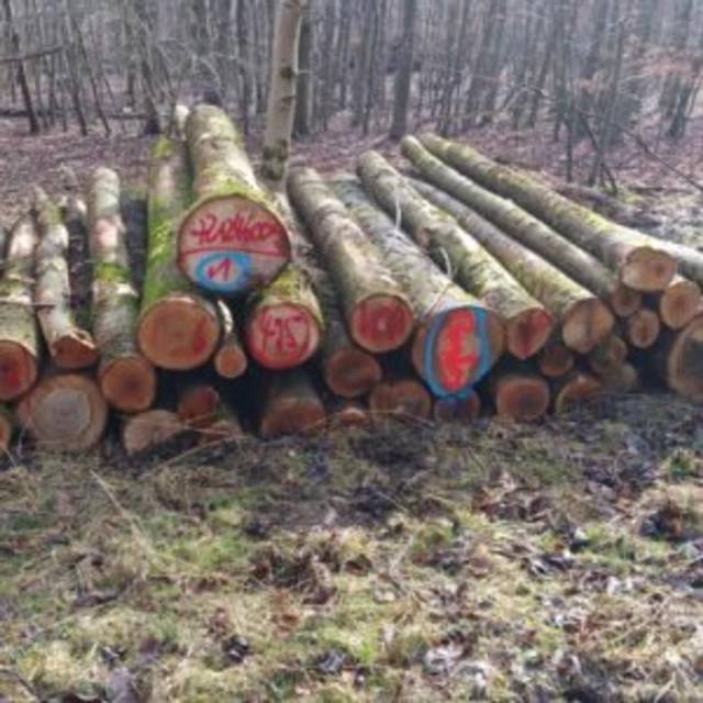 Bois en grumes – Frêne 1