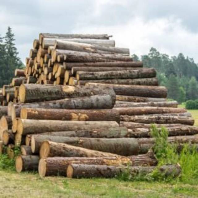 Bois en grumes – Épicéa 1