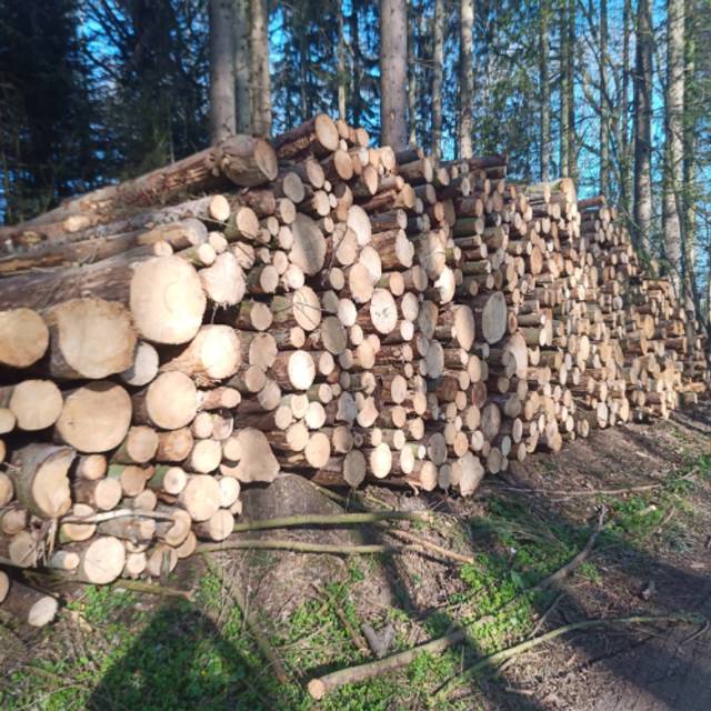 Bois en grumes – Résineux 1